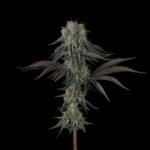 Cherry Punch x WB BUBBA semillas feminizadas premium importadas x 5 unidades