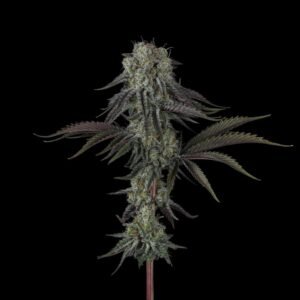 Cherry Punch x WB BUBBA Cherry Punch x WB BUBBA semillas feminizadas premium importadas x 5 unidades