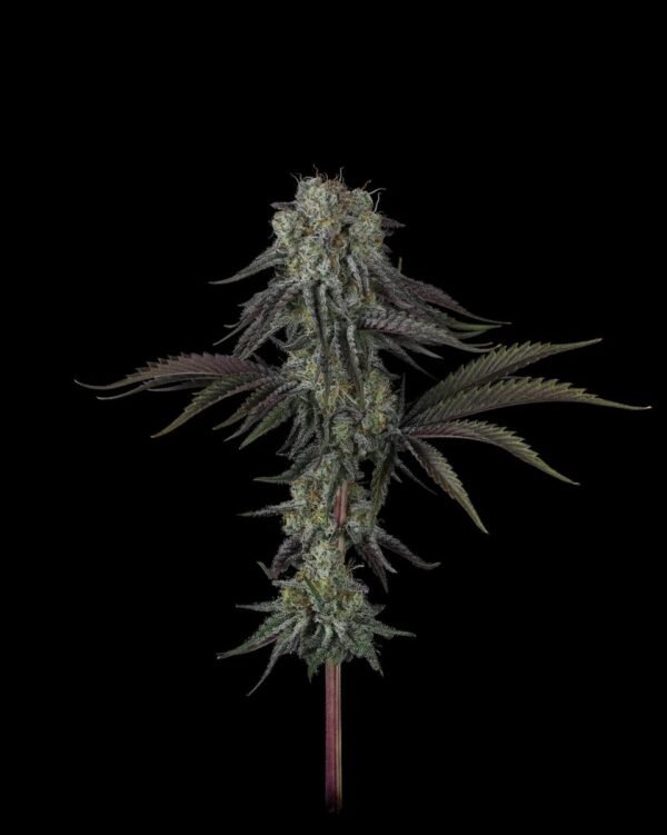 Cherry Punch x WB BUBBA Cherry Punch x WB BUBBA semillas feminizadas premium importadas x 5 unidades