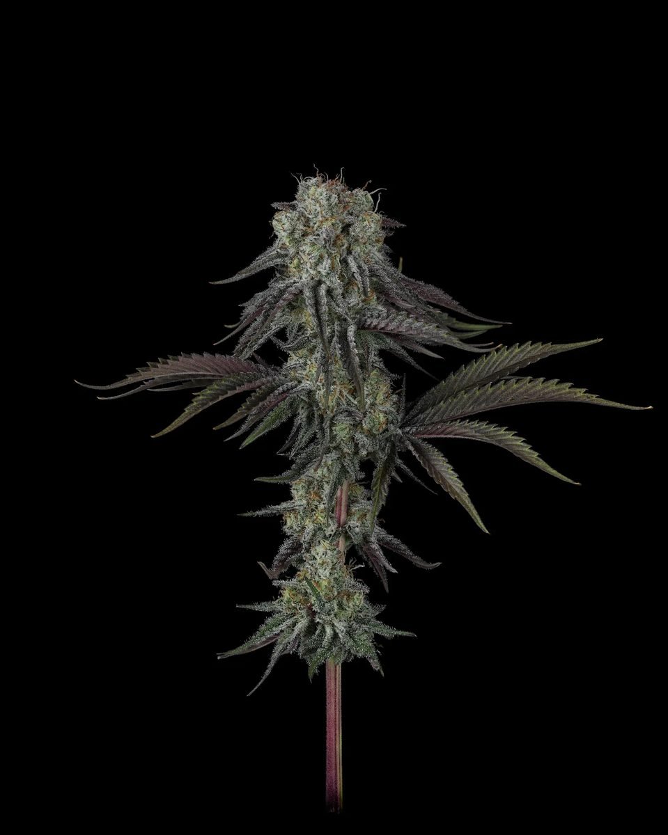 Cherry Punch x WB BUBBA semillas feminizadas premium importadas x 5 unidades