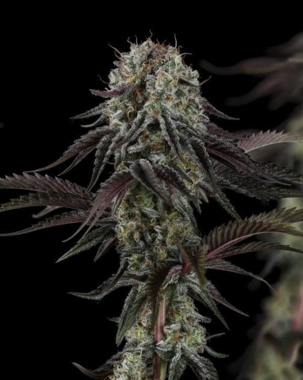 Cherry Punch x WB BUBBA 2 Cherry Punch x WB BUBBA semillas feminizadas premium importadas x 5 unidades