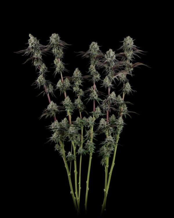 Cherry Punch x WB BUBBA 3 Cherry Punch x WB BUBBA semillas feminizadas premium importadas x 5 unidades