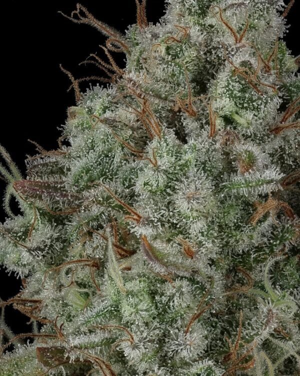 Cherry Punch x WB BUBBA 4 Cherry Punch x WB BUBBA semillas feminizadas premium importadas x 5 unidades