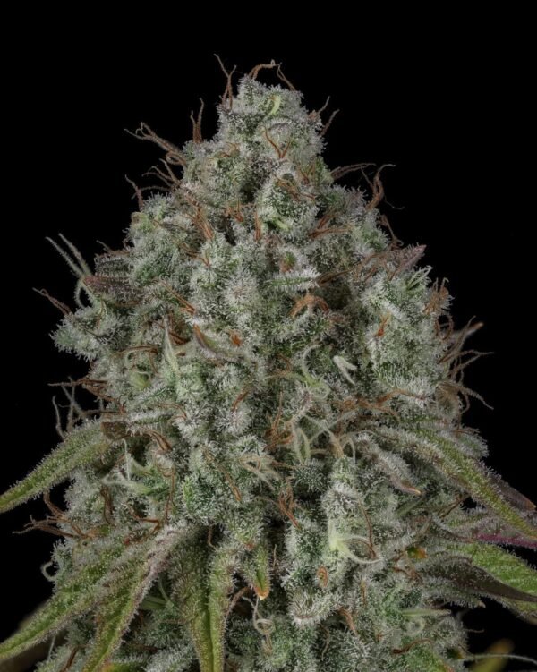 Cherry Punch x WB BUBBA 5 Cherry Punch x WB BUBBA semillas feminizadas premium importadas x 5 unidades