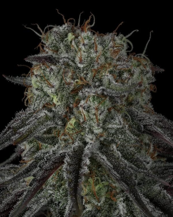 Cherry Punch x WB BUBBA 6 Cherry Punch x WB BUBBA semillas feminizadas premium importadas x 5 unidades