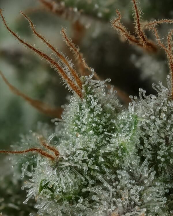 Cherry Punch x WB BUBBA 7 Cherry Punch x WB BUBBA semillas feminizadas premium importadas x 5 unidades