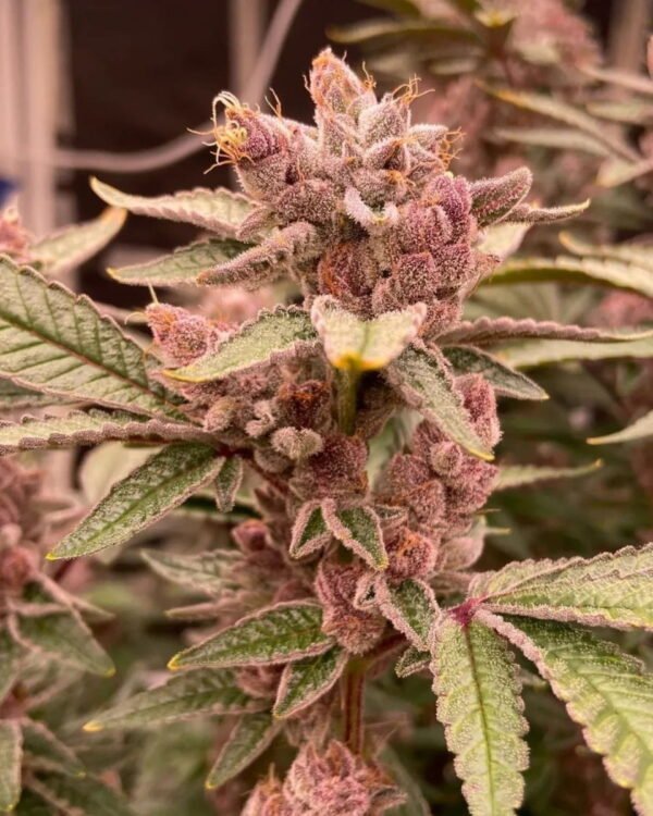 Fancy2 Fancy gummy semillas feminizadas