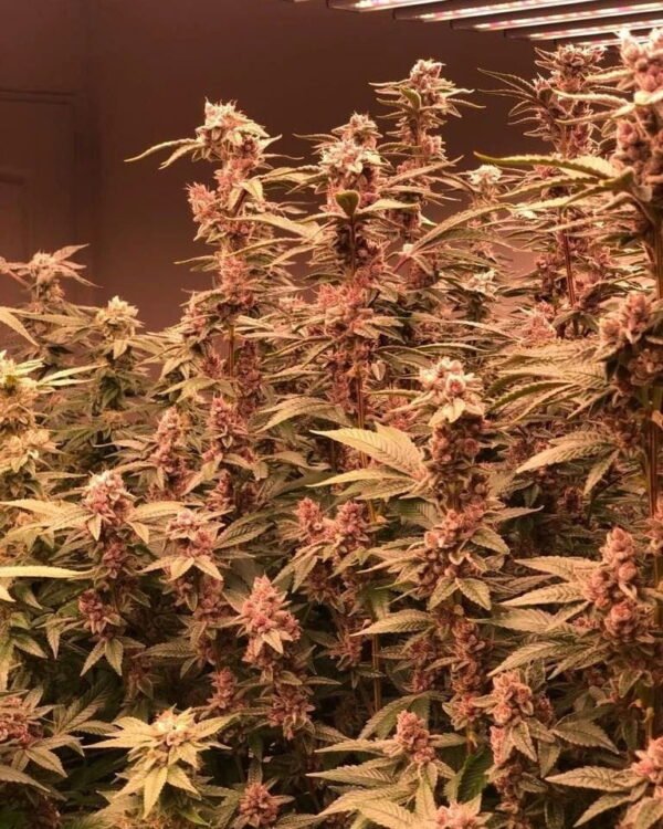 Fancy4 Fancy gummy semillas feminizadas