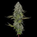 SFV OG x WB BUBBA Semillas feminizadas x 5 unidades