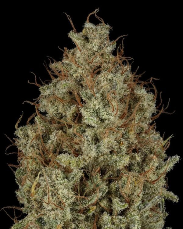 sfv og x wb bubba 3 SFV OG x WB BUBBA Semillas feminizadas x 5 unidades