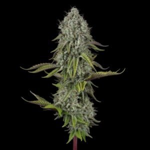 sfv og x wb bubba SFV OG x WB BUBBA Semillas feminizadas x 5 unidades