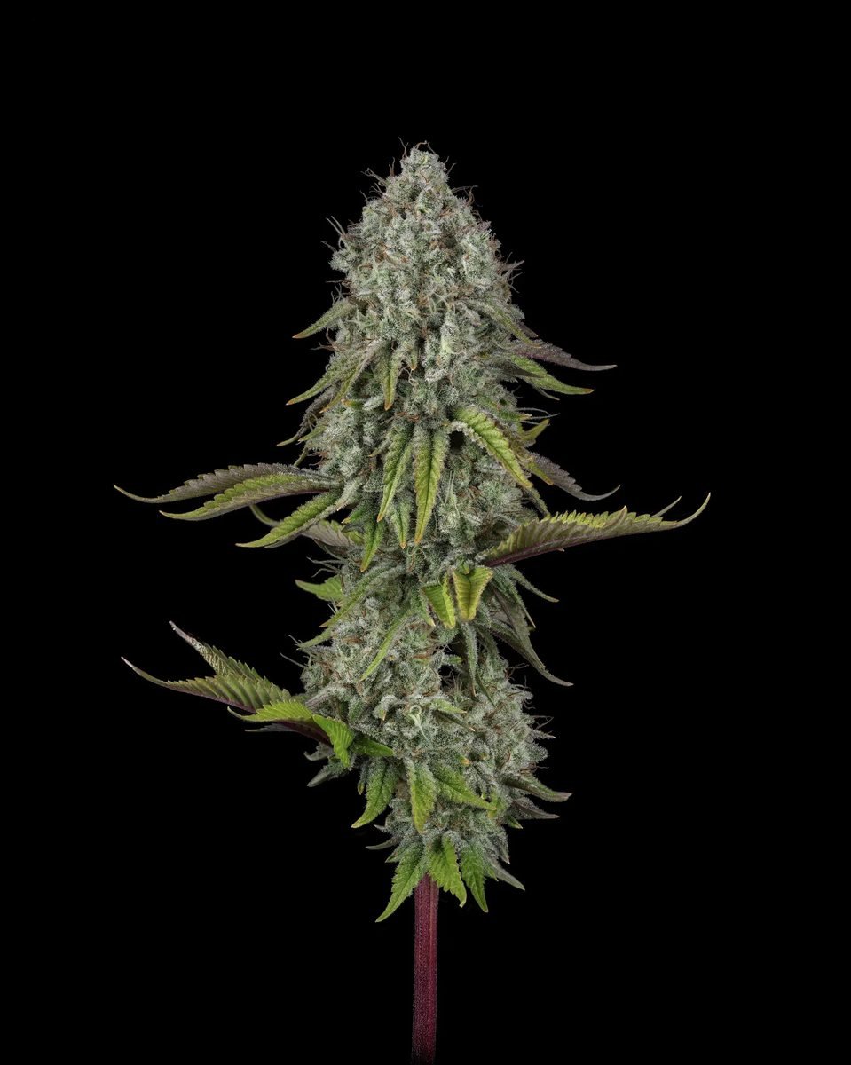 SFV OG x WB BUBBA Semillas feminizadas x 5 unidades