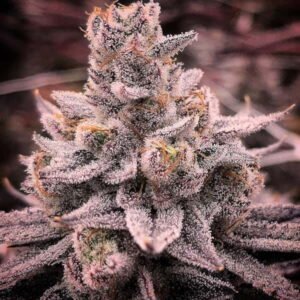 Zpace gas semillas feminizadas