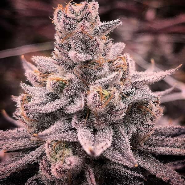 Zpace gas semillas feminizadas