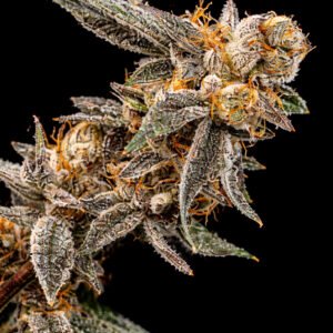 50cbf0de-c15d-4b6f-a490-03b464317d91 BANANA DESSERT x 1 und