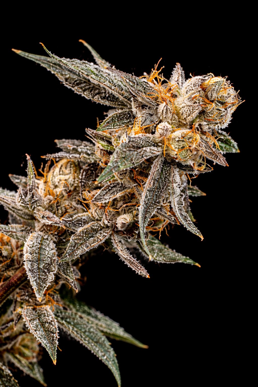 BANANA DESSERT x 1 und