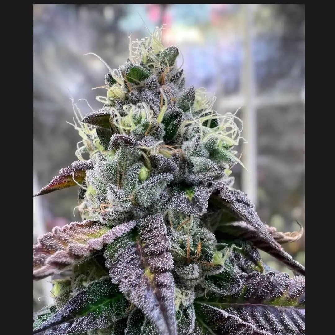 BANANUKIS – Semillas Feminizadas x 1 und