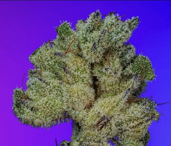 Captura de pantalla 2026-04-04 120943 Gigi’s Wet Dream semillas feminizadas cannabis copy cat genetic x 6 und