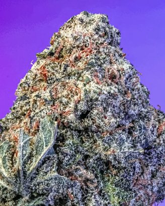 Captura de pantalla 2026-04-04 121101 CANDY BONEZ s1 – Semillas Feminizadas Copy cat genetic pack 6 und