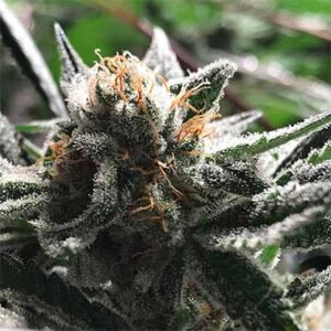 auto-condor-strain-r-kiem-seeds-hanfsamen-weed-semillas-cannabis-graines CONDOR AUTO – Semillas Feminizadas Autoflorecientes