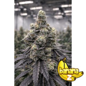 BANANA Z – Semillas Feminizadas x 1 und
