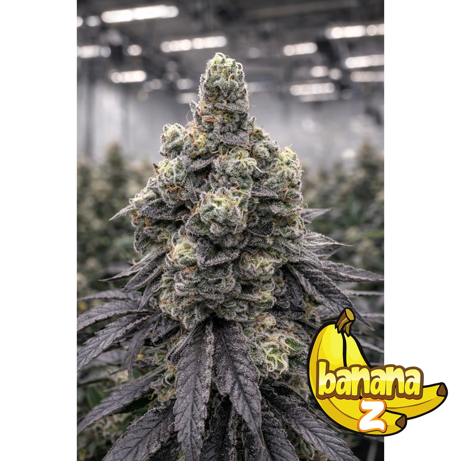 BANANA Z – Semillas Feminizadas x 1 und