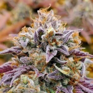 cumbia-una-vela-3-semillas CUMBIA “UNA VELA” – Semillas Feminizadas