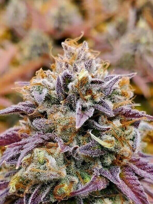 CUMBIA “UNA VELA” – Semillas Feminizadas