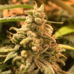 DEADCHEESE – Semillas Feminizadas