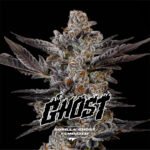GORILLA GHOST – Semillas Feminizadas x 2 und