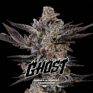 gorilla-ghost-gk-x2-bsf-seeds GORILLA GHOST – Semillas Feminizadas x 2 und