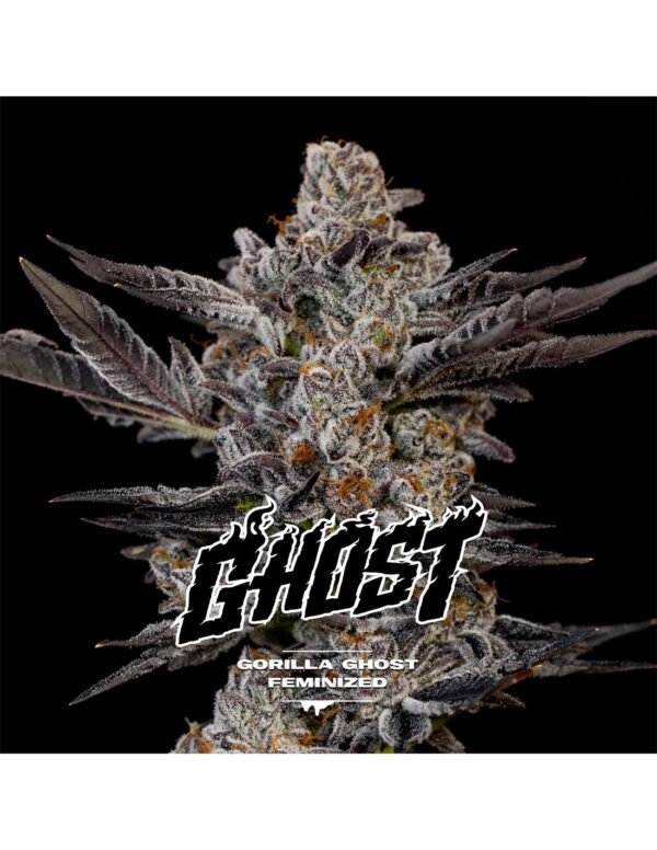 gorilla-ghost-gk-x2-bsf-seeds GORILLA GHOST – Semillas Feminizadas x 2 und